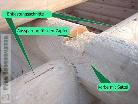 Verfahrensbedingte Sägefuge in den Baumstämmen für die Kontrolle über Rissbildung